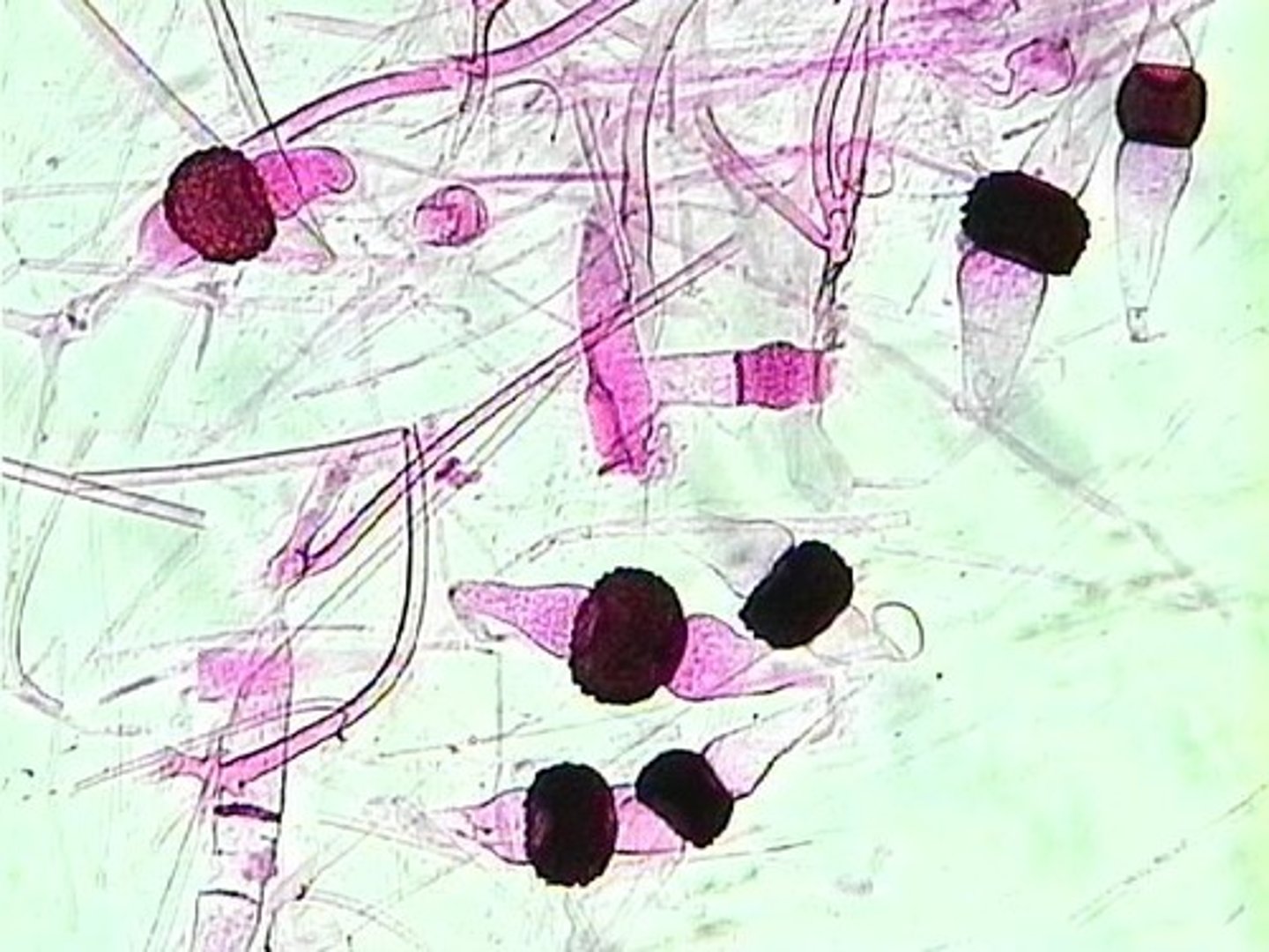 <p>division of fungi having sexually produced zygospores; includes bread mold</p>