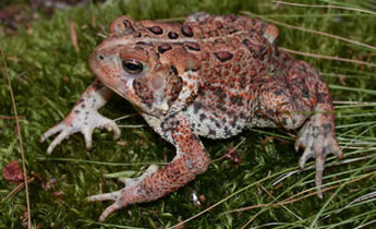 <p>Toads</p>
