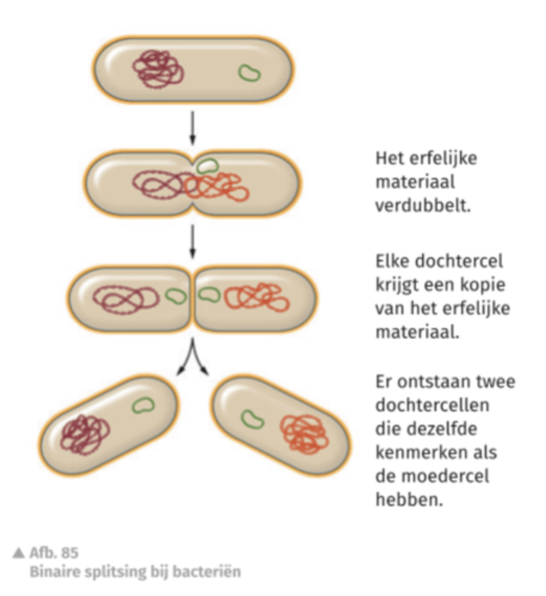 <p>organisme die zich voorplant door zich in twee te splitsen</p>