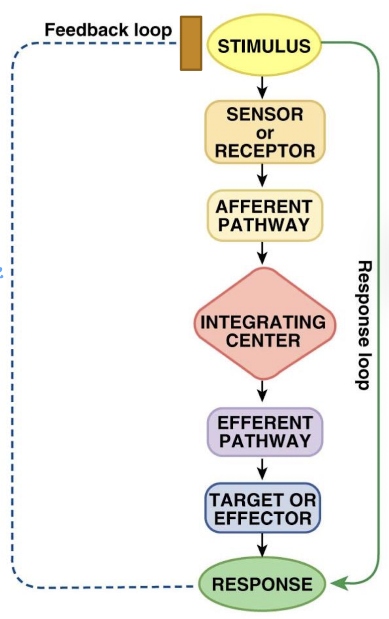 <p>an increase or decrease in regulated variable</p>