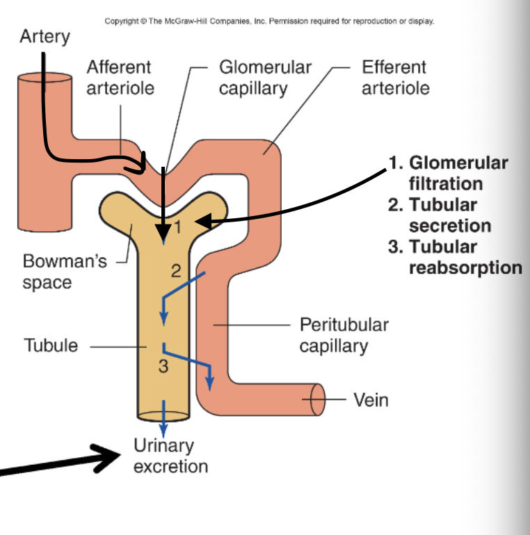<p>D. Glomerular filtration</p>