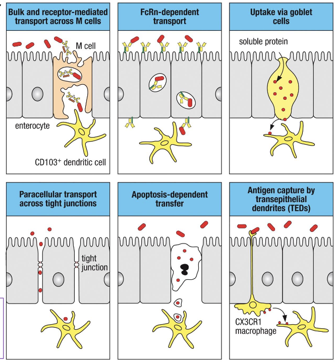 <p>*the gut does NOT rely on just one mechanism to sample antigens; it uses multiple, highly specialized routes depending on ag type</p><ul><li><p>M cells </p></li><li><p>Paracellular transport </p></li><li><p>FcRn: neonatal Fc receptor</p></li><li><p>Goblet cells</p></li><li><p>Apoptosis-Dependent Transfer</p></li><li><p>TEDs</p></li><li><p></p></li></ul><p></p>