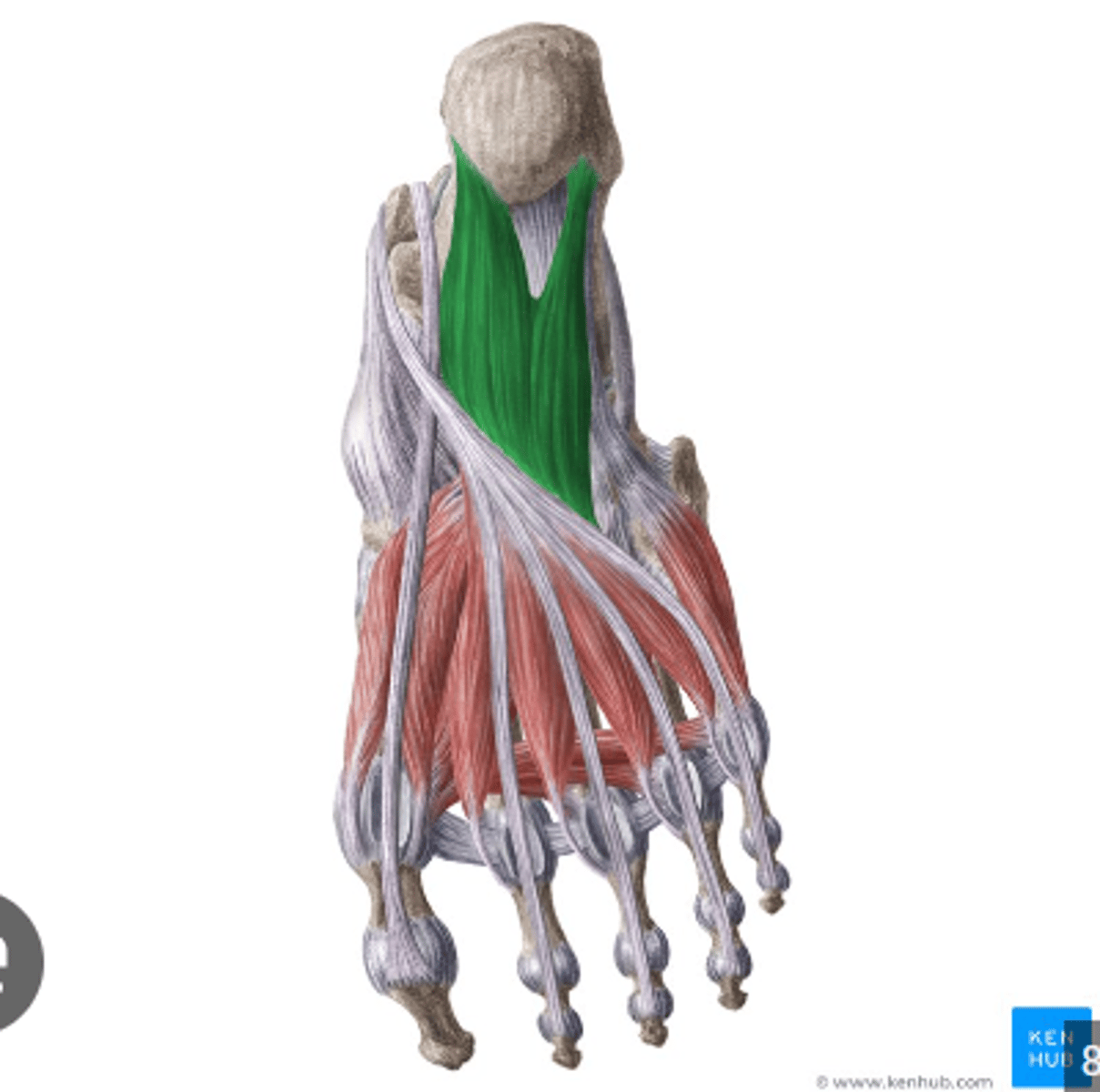 <p>what is the muscle highlighted in green?</p>