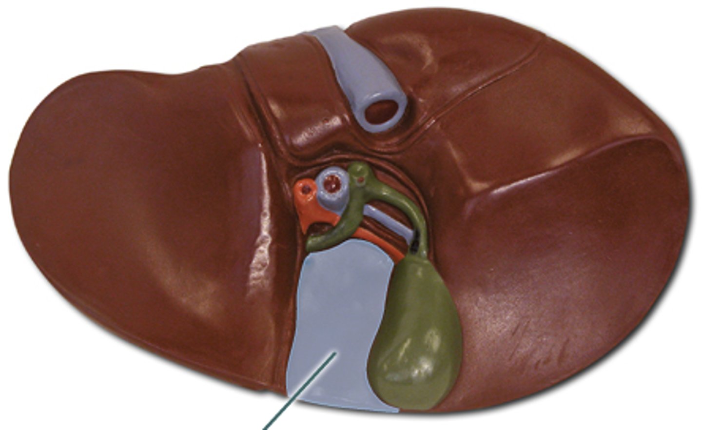 <p>A lobe of the liver located on the inferior surface.</p>