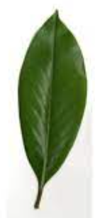 has a single blade or lamina 