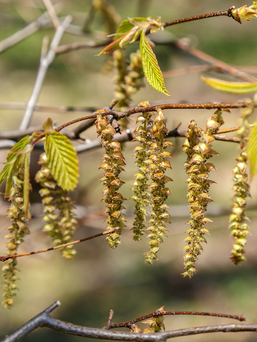 <p>Shrub to small tree, smooth gray bark looks like rippling muscles, rounded crown shape, female catkins produce fruits that are clusters of nutlets subtended by leafy three-lobed bracts, leaves are doubly serrate </p>