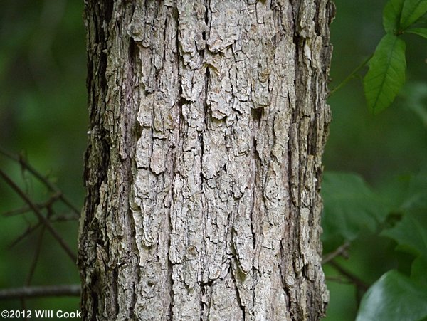 <p>Name this tree (scientific + common name)</p>