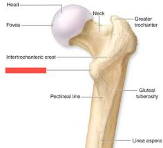 <p>right by the greater trochanteric (has that fossa mentioned earlier)</p>