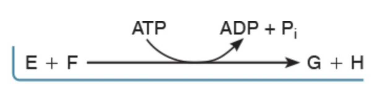 <p>Energy released from one reaction is used to <u>drive another reaction</u></p>