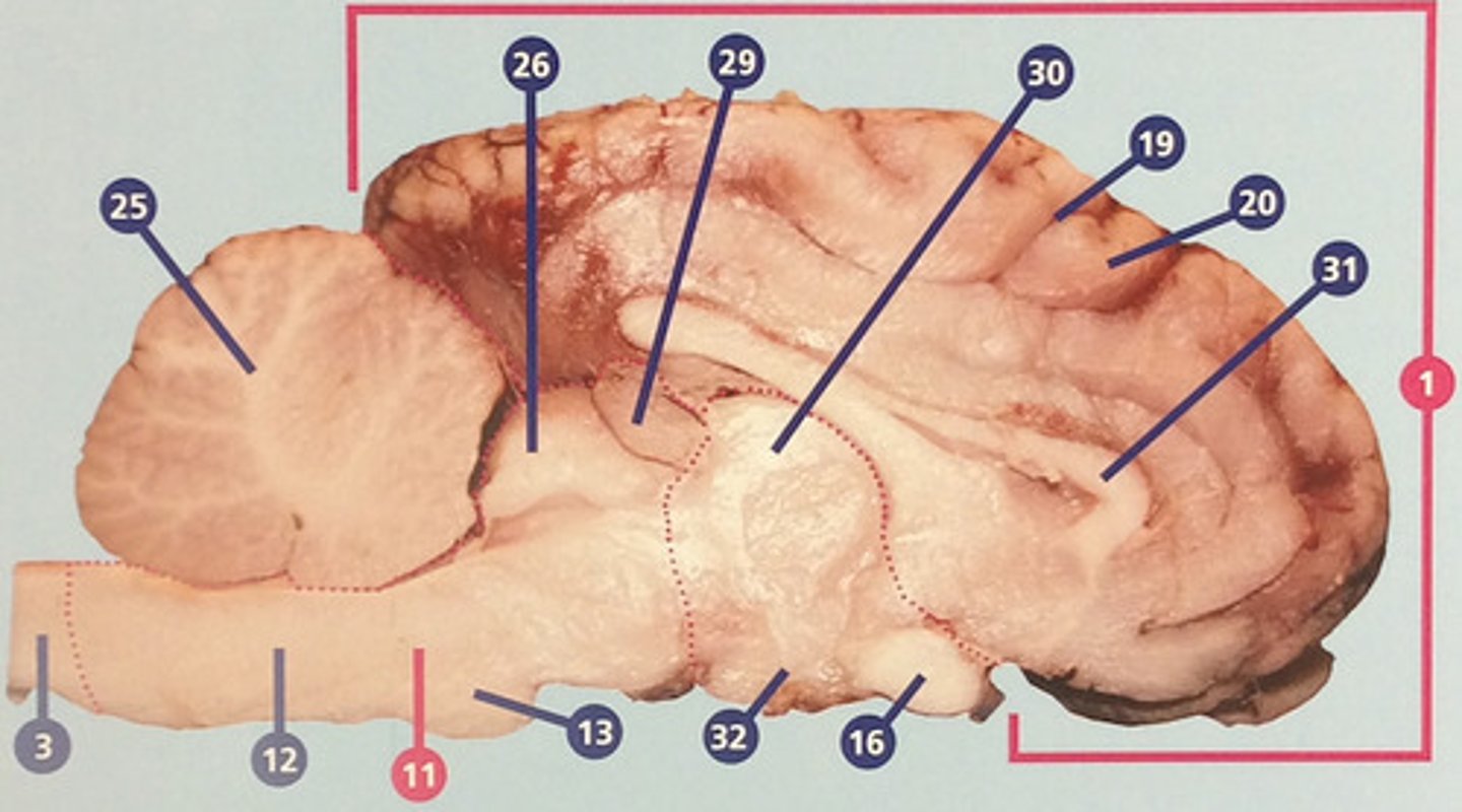 <p>Region between midbrain and cerebral cortex; receives many types of sensory signals and relays them to the cerebral cortex (#30)</p>