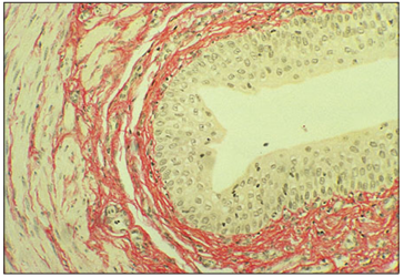 <p>Identify the structure:</p><p>Specie:</p><p>Stain used:</p>