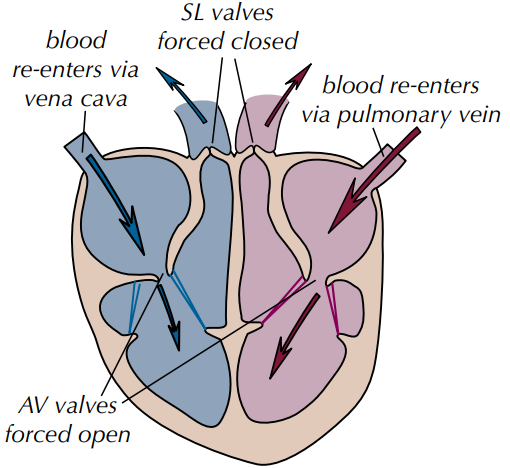 <p>Which stage of the cardiac cycle is shown by the photo? What happens?</p>