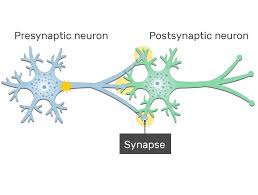<p>What is a synapse</p>