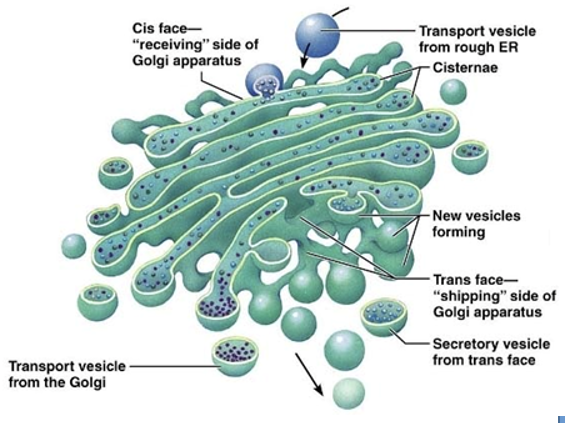 <ul><li><p>Organelle responsible for post-translational modification, sorting, and packaging </p></li><li><p><span>Stack of&nbsp; flattened saccules</span><span style="font-family: &quot;Calibri Light&quot;;"> , near nucleus, without ribosomes</span></p><ul><li><p><span style="font-family: &quot;Calibri Light&quot;;">Usually curved – shaped dependent on cytoskeletal element and Golgi matrix proteins</span></p></li></ul></li><li><p><span>Proteins are modified as they move through the saccules becoming glycosylated (sugars added), phosphorylated (phosphates added), sulfated, etc.&nbsp;</span></p></li></ul><p></p>