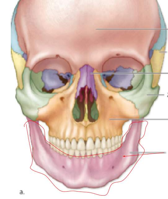 <p>Name the bone:</p>