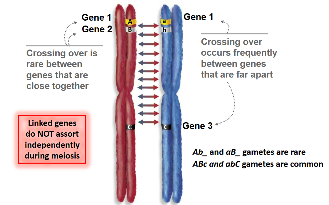 <p>DNA sequences that are close together on a chromosome tend to be inherited together during the meiosis phase of sexual reproduction</p><ul><li><p>The closer two genes are in physical space on a chromosome, the more linked they are → <strong><mark data-color="yellow" style="background-color: yellow; color: inherit;">linked genes</mark></strong> do <u>not</u> assort independently during meiosis</p></li></ul><p></p>
