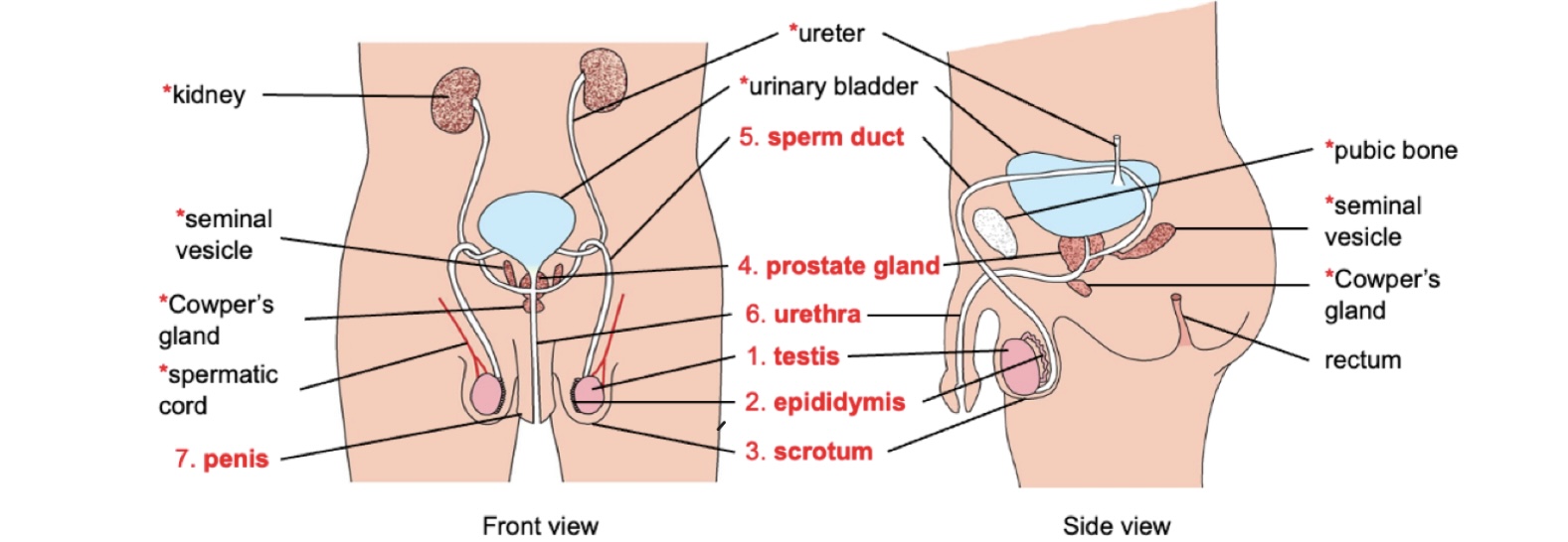 <p>What is the function of the prostate gland, seminal vesicles and Cowper’s gland?</p>