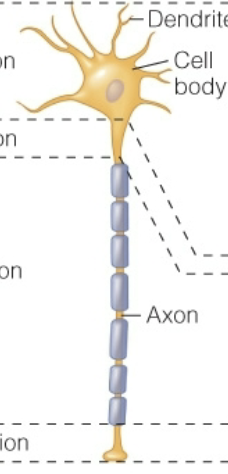 <p>multiple processes from cell body, multiple dendrites and one axon<br>“normal”</p><p></p><p></p>