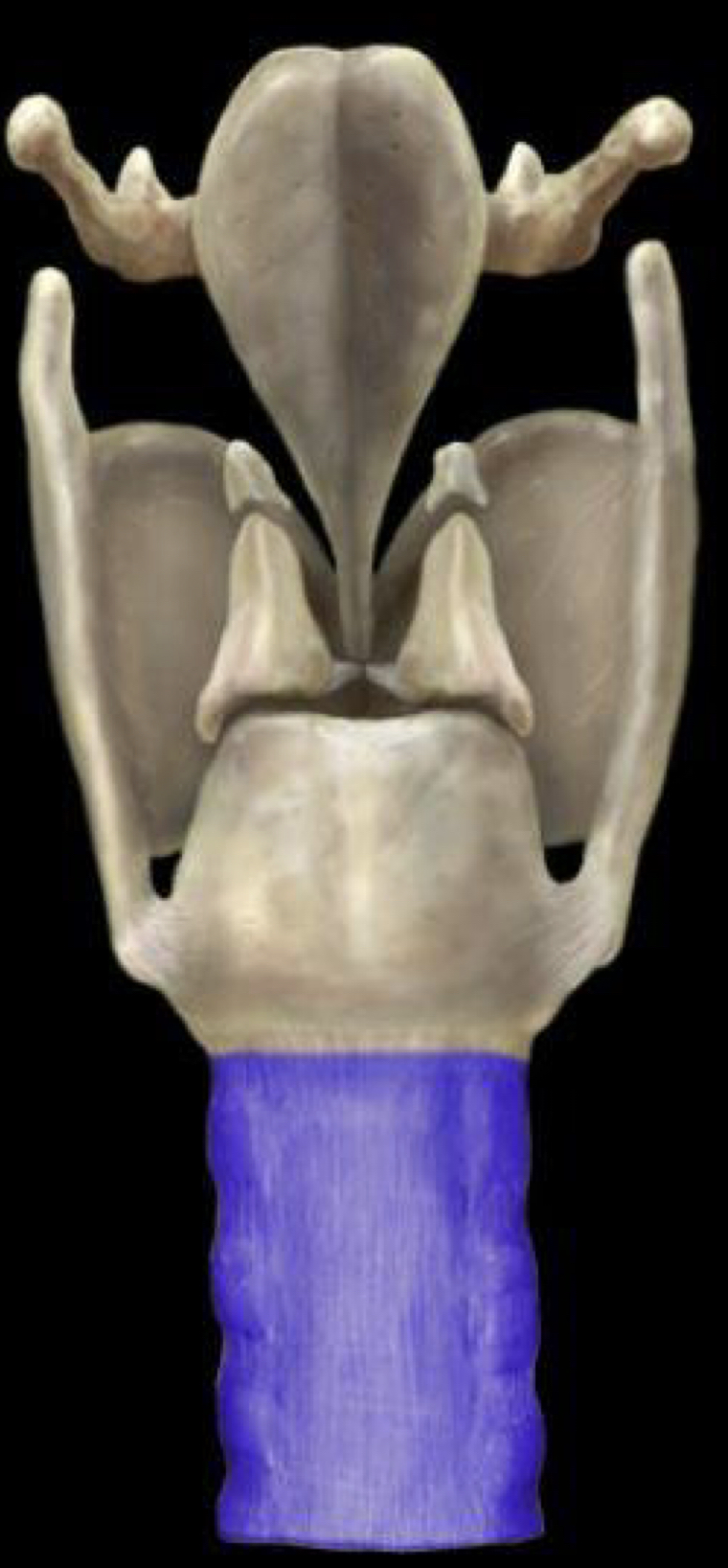 What structure is highlighted in blue?