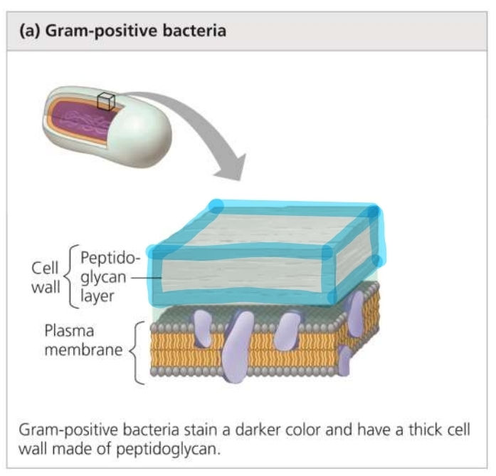 <p>Gram-Positive</p>