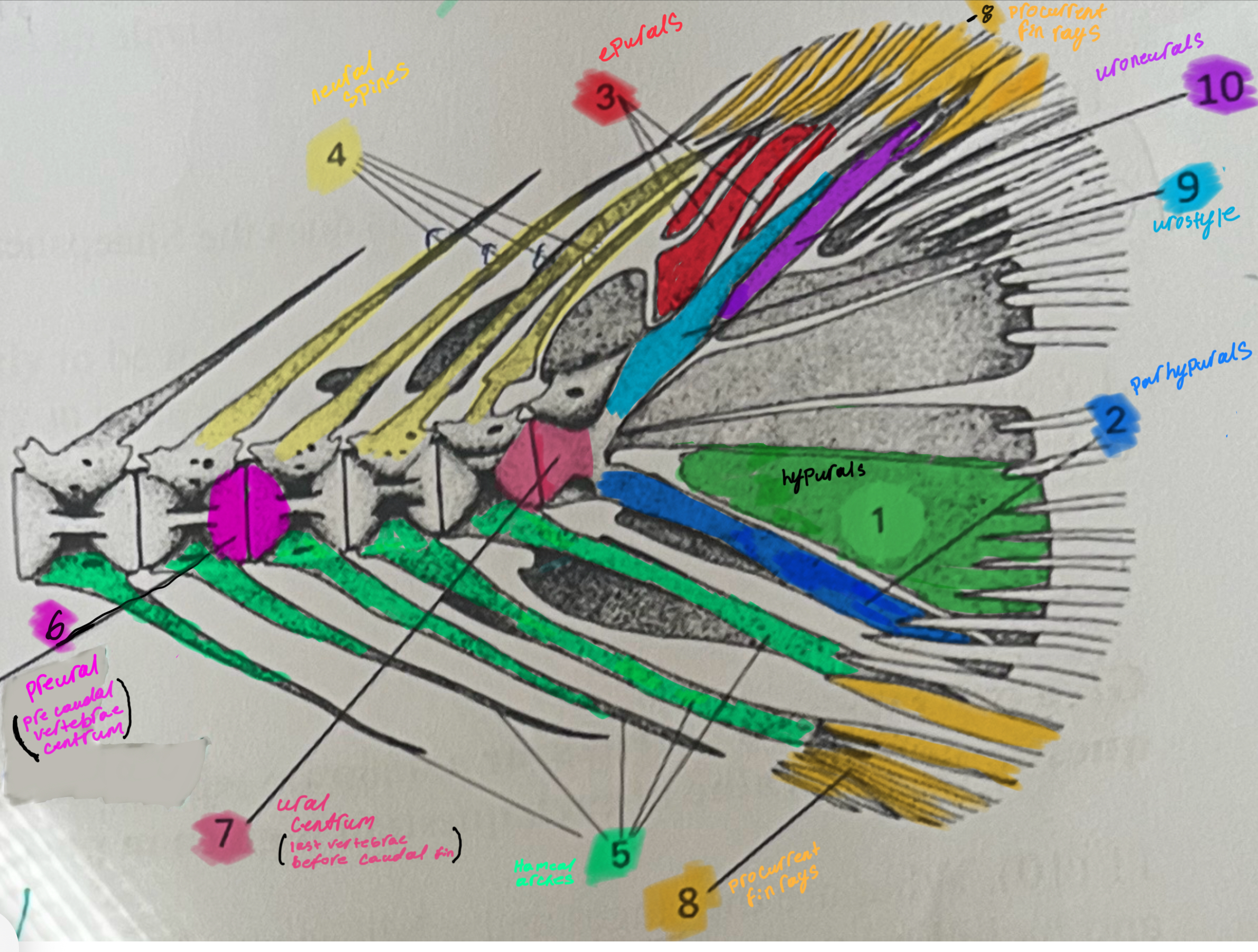 knowt flashcard image