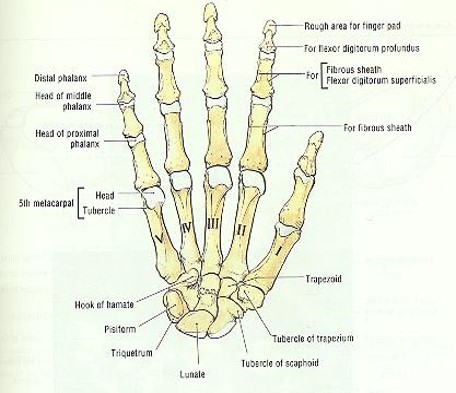 \-Scaphoid

\-Lunate

\-Triquetrum

\-Pisiform