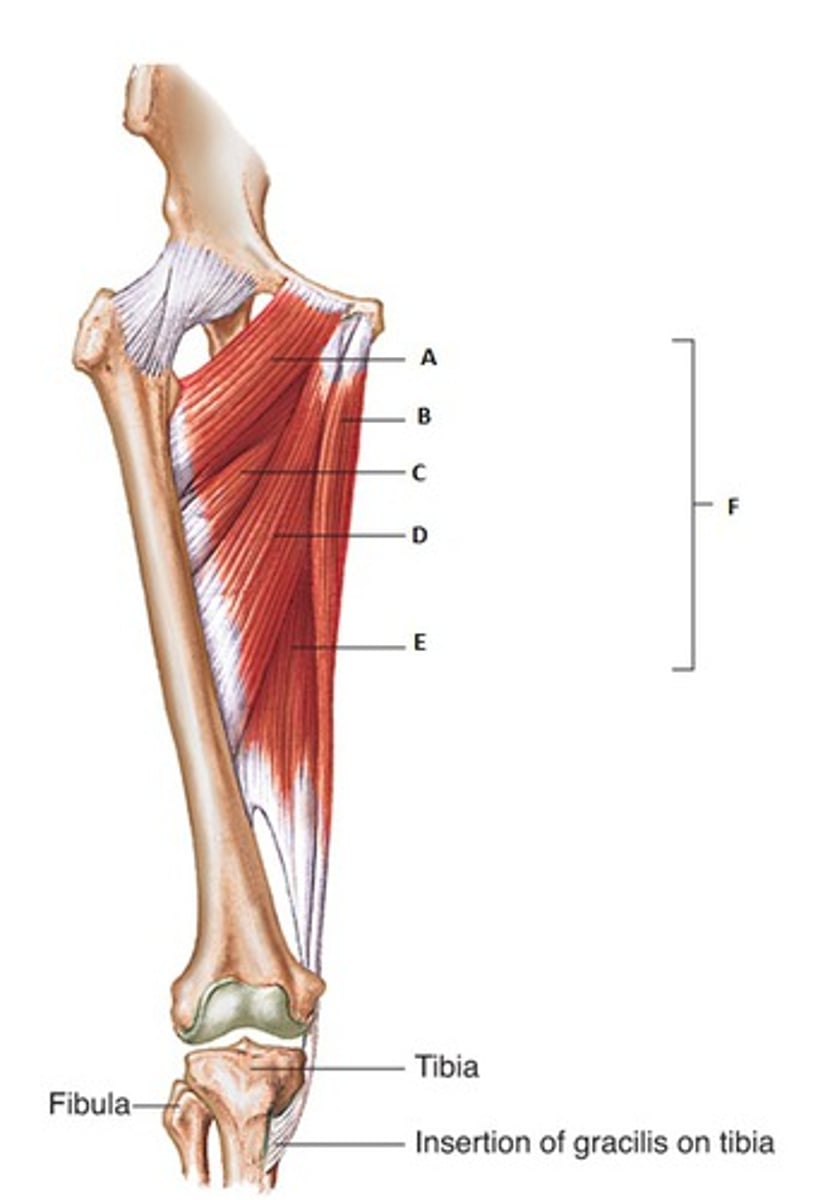 <p>c<br>origin: pubis<br>insertion: femur (linea aspera) <br>action: adduction, flexion, and medial rotation at hip</p>