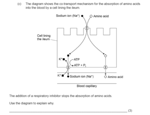 <p>the addition of a respiratory inhibitor stops the absorption of amino acids - use the diagram to explain why (3)</p>