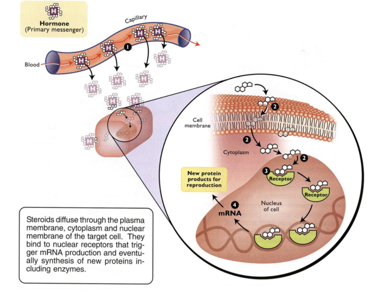 <ol><li><p>Steroid transport (associated with carrier protein)</p></li><li><p>Movement through cell membrane and cytoplasm</p></li><li><p>Binding of steroid to nuclear receptor</p></li><li><p>mRNA and protein synthesis</p></li></ol><p></p>