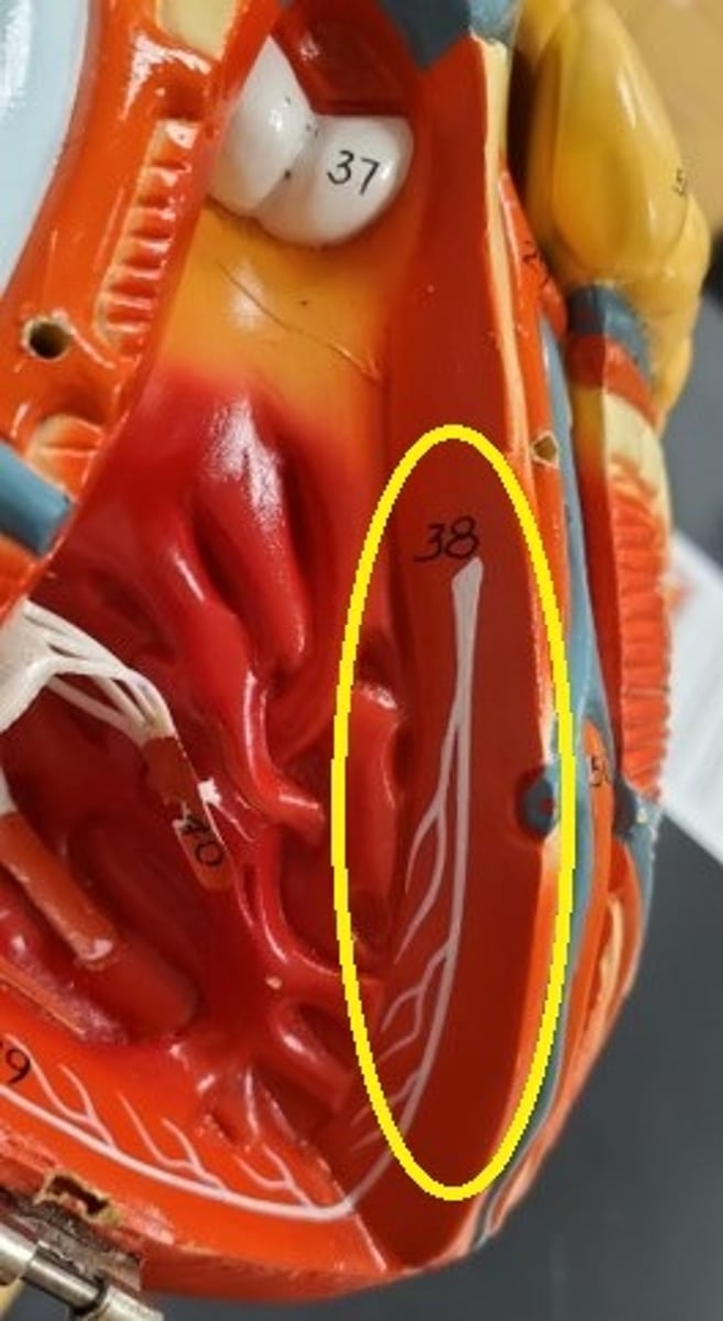 <p>ID the Cardiac Conduction Structure (#38)</p>