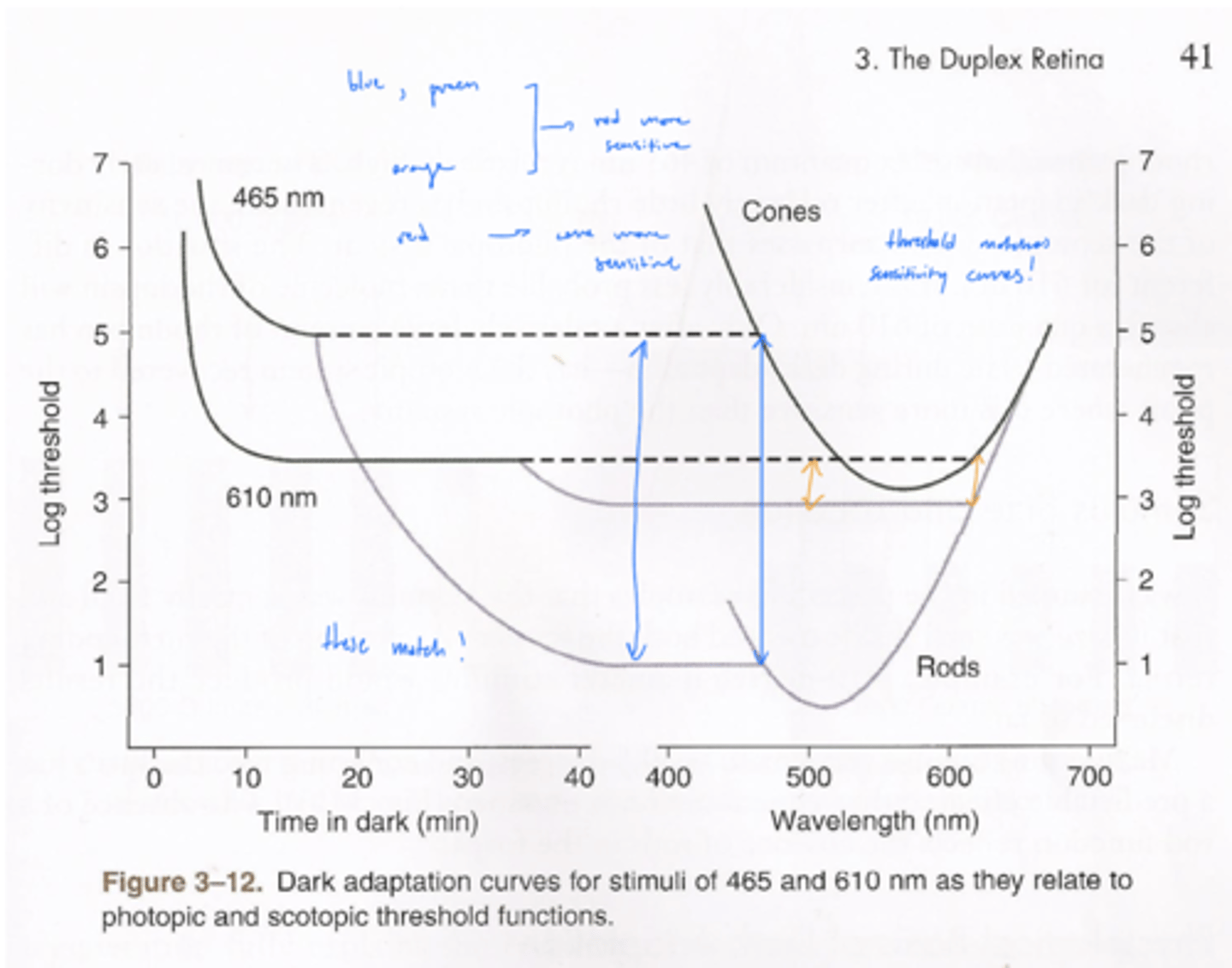<p>1. rod-cone break moves left (earlier)</p><p>2. deepens the difference between rod and cone sensitivity</p><p>why? - rods are more sensitive to blue than cones!</p>