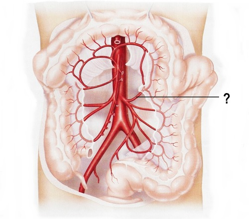 <p><span>branches off inferior mesenteric</span></p>
