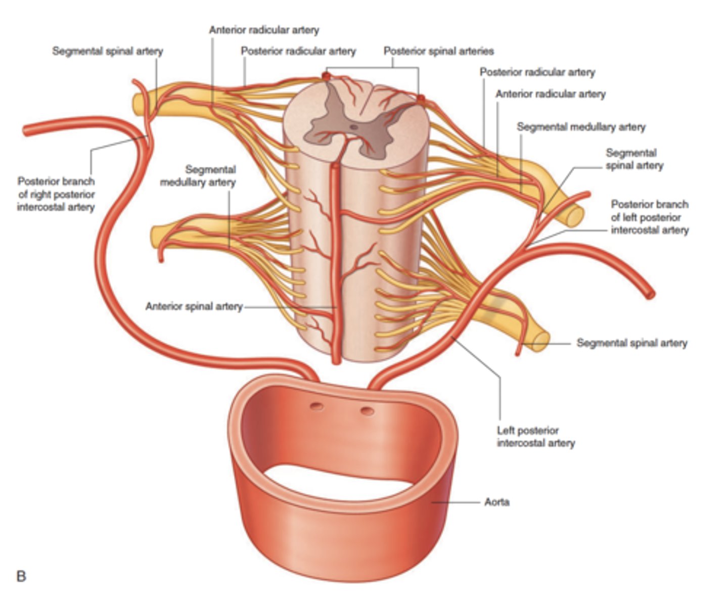<p>The vertebral arterties pass through the transverse foramina of C6 to C1, then enter the skull via the foramen magnum, where they join to form the basilar artery</p>