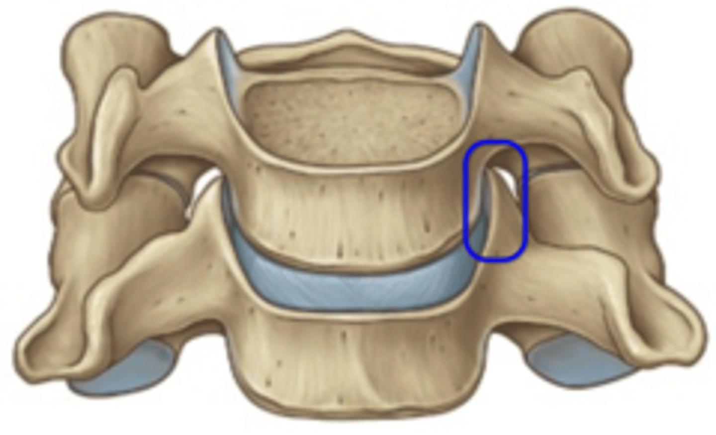 <p>• Synovial joints formed between the Uncinate Process inferior and Uncus superior on C3-C7</p><p>• Flexion, Extension</p><p>* Limits lateral flexion</p>