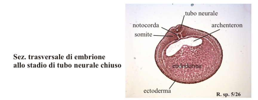 <p>Neurulazione rana 2</p>