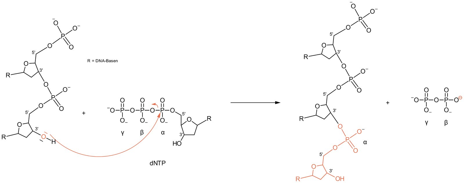 <p>C. Hydroxyl group</p>