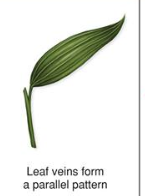 <p>leaf</p>