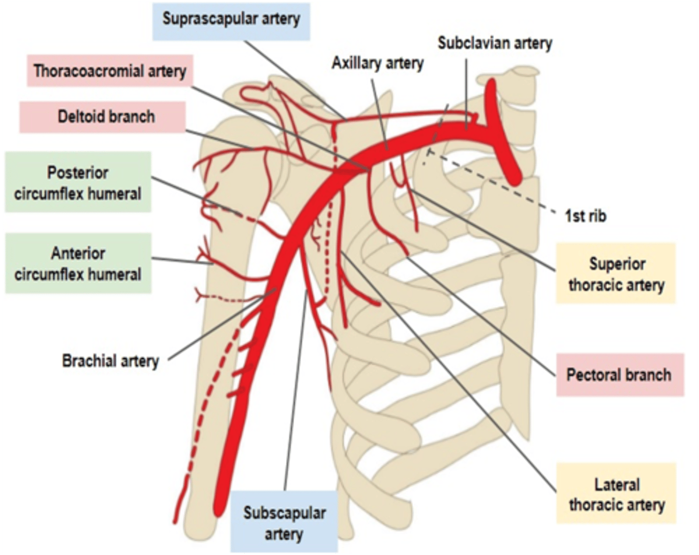 <p>Axillary artery</p>