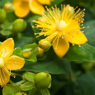 <p>hypericum perforatum</p>