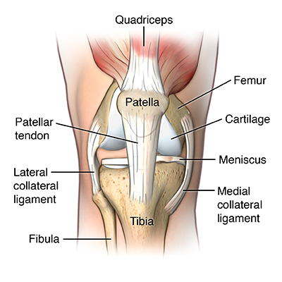 <p>right below the patella</p>