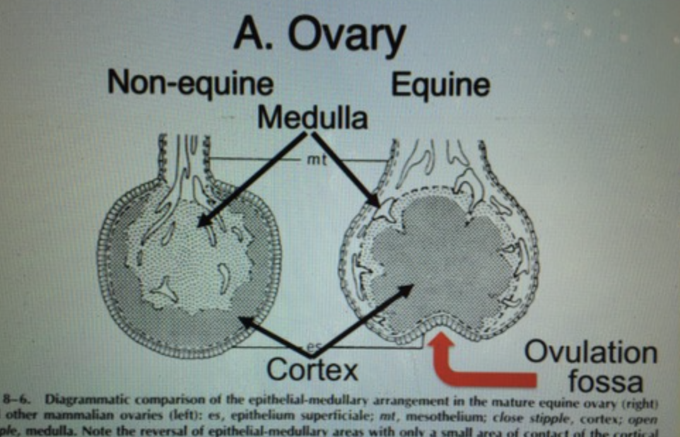 <p>true </p><ul><li><p>ovulation fossa</p></li></ul>