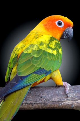 <p>Sunconure</p>