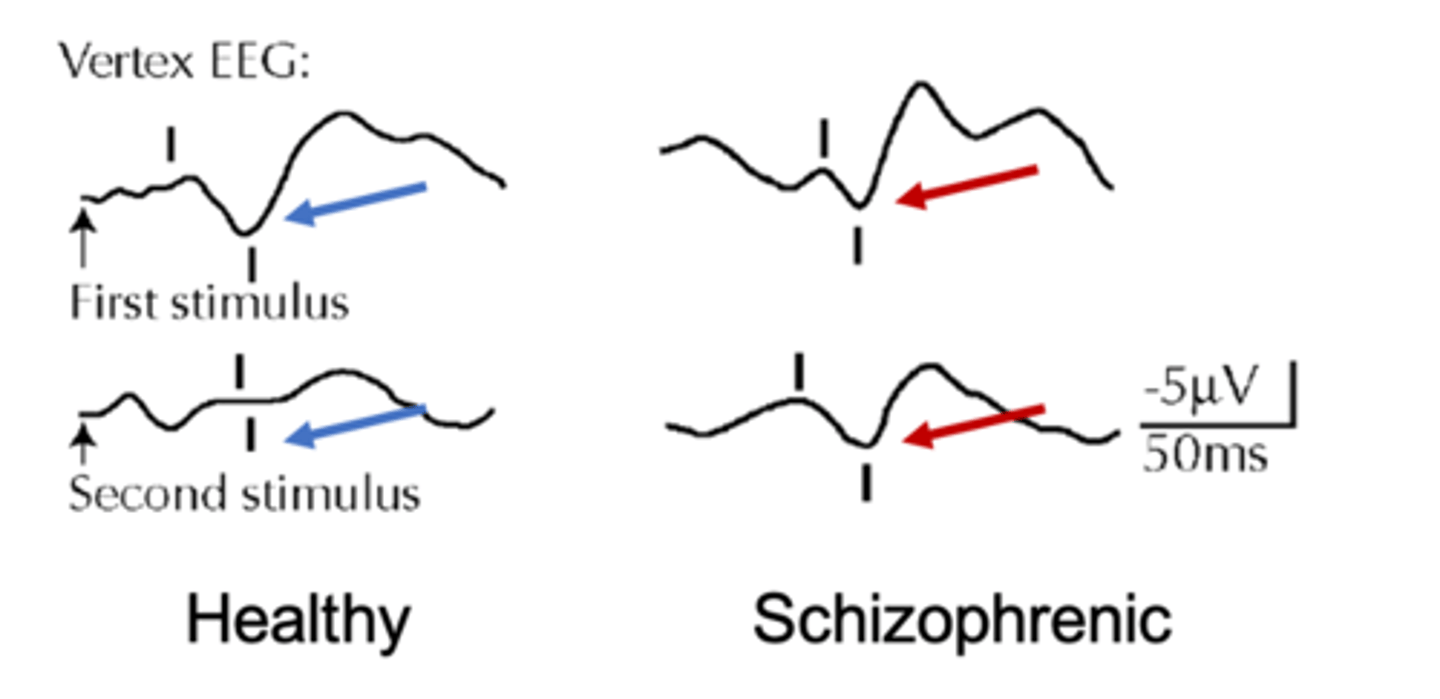<p>response to startling stimuli (eye air puff, fast beeps), initially large and then decreases each time the stimulus is presented. Decrease not seen in schizophrenia</p>