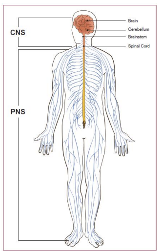 <p>Nerves that connect body to brain and spinal cord</p>