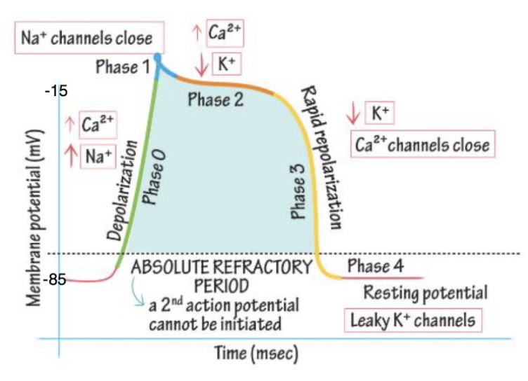 <ul><li><p><span style="background-color: transparent;"><span>Phase 0 (depolarization)</span></span></p><ul><li><p><span style="background-color: transparent;"><span>Ca and Na rush in</span></span></p></li></ul></li><li><p><span style="background-color: transparent;"><span>Phase 1</span></span></p><ul><li><p><span style="background-color: transparent;"><span>Na channels close</span></span></p></li></ul></li><li><p><span style="background-color: transparent;"><span>Phase 2</span></span></p><ul><li><p><span style="background-color: transparent;"><span>Ca comes in</span></span></p></li><li><p><span style="background-color: transparent;"><span>K goes out</span></span></p></li></ul></li><li><p><span style="background-color: transparent;"><span>Phase 3 (rapid repolarization)</span></span></p><ul><li><p><span style="background-color: transparent;"><span>K goes out</span></span></p></li><li><p><span style="background-color: transparent;"><span>Ca channels close</span></span></p></li></ul></li><li><p><span style="background-color: transparent;"><span>Phase 4 (resting potential)</span></span></p><ul><li><p><span style="background-color: transparent;"><span>Leaky K channels</span></span></p></li></ul></li></ul><p></p>