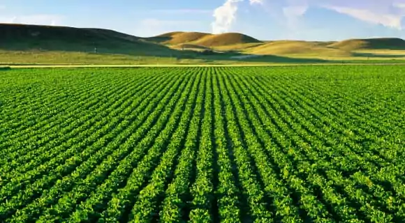 <p><span>The cultivation of a single crop in a given area.</span></p>