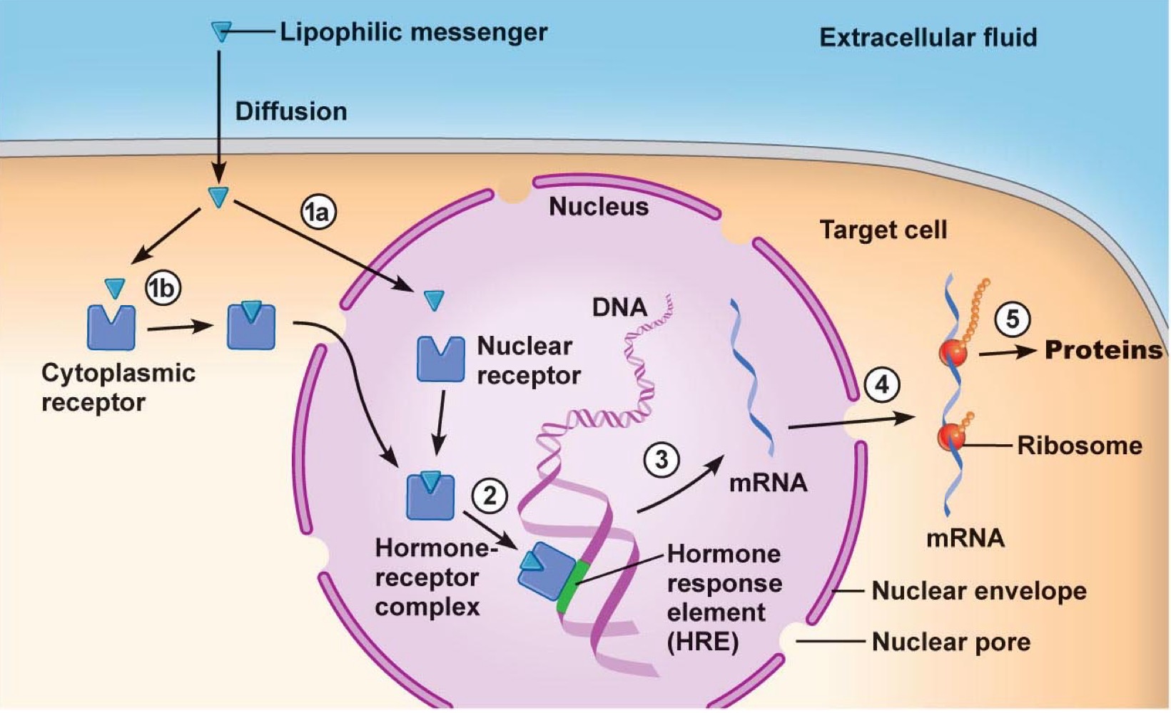 <p>•    Production d’ARNm -&gt; Synthèse de nouvelles protéines -&gt; Modification du phénotype cellulaire</p>
<p>=&gt; Les effets apparaissent sur plusieurs heures ou jours</p>