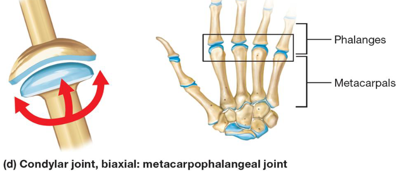<ul><li><p>Synovial joint</p></li><li><p>Oval, convex surface of bone fits into shallow concave articular surface of other bone</p></li><li><p>Biaxial movement</p></li></ul><p></p>