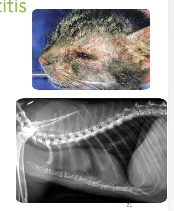 <p>Feline thymoma/ nonthymoma associated exfoliative dermatitis - CS </p>