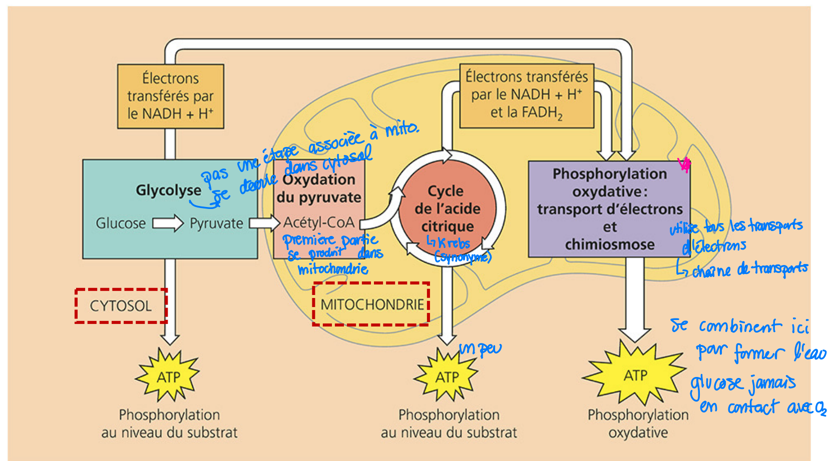 <p>1.1. Glycolyse</p><p>- dans le cytosol, production d'ATP</p><p>1.2. Oxydation du pyruvate</p><p>- dans la matrice mitochondriale</p><p>1.2. Cycle de Krebs</p><p>- dans la matrice mitochondriale, production d'ATP</p><p>1.3. Phosphorylation oxydative</p><p>- dans la mitochondrie, production d'ATP</p>